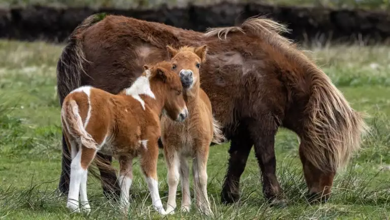 Mother Shetland pony & 2 adolescents, all with brown & white coats, graze green grass, seen on a Wild Scotland cruise.