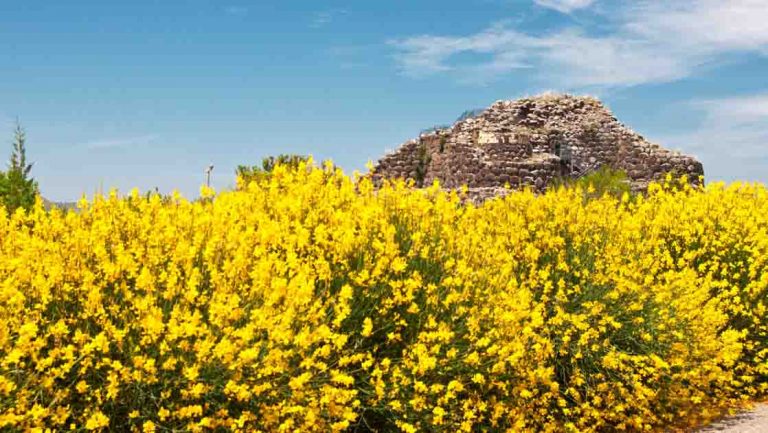 Yellow flowering bushes in sun with ancient brick-colored castle high in the distance, seen on cruises around Corsica & Sardinia.