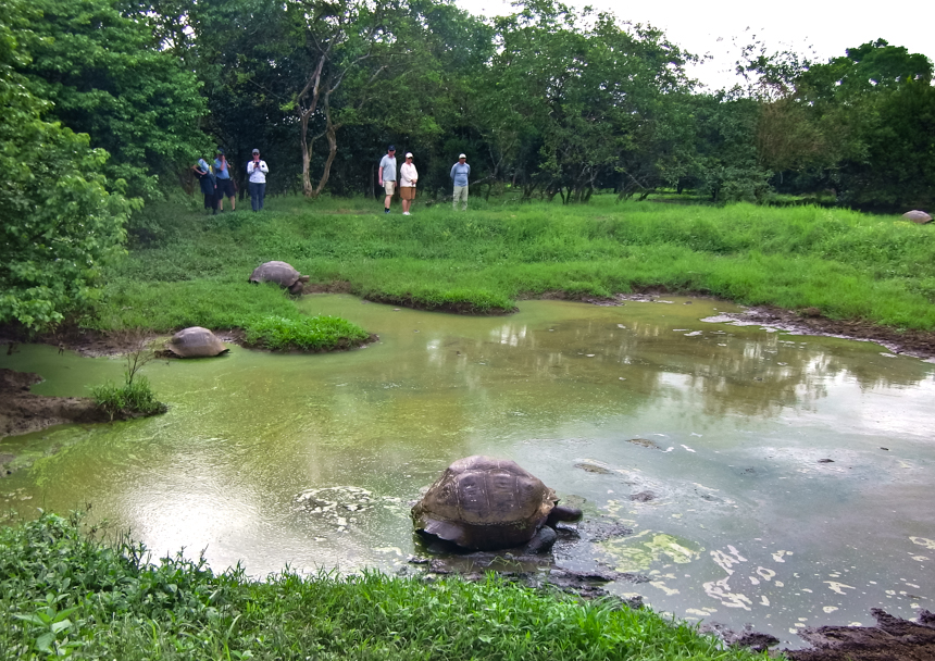 In the lush green hills of San Cristobal island, guests from an Endemic Galapagos cruise watch giant tortoise in their habitat