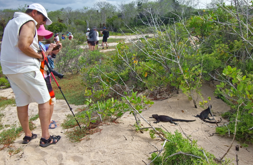 Galapagos travelers stand on sandy beach taking photos of marine iguanas basking in sun surrounded by green brush.