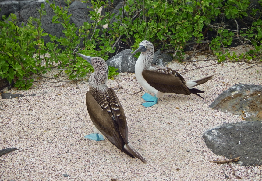 two blue footed boobie birds stand on sand surrounded by green mango trees in the Galapagos islands. 