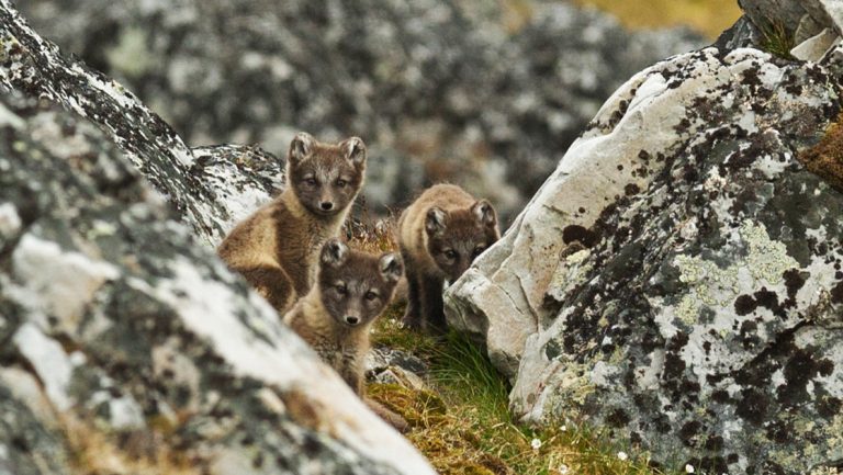 3 arctic fox huddle between speckled rocks among green tundra, seen on the Three Arctic Islands cruise from Reykjavik to Svalbard.
