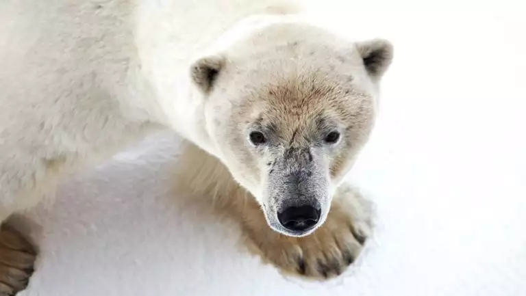 Close up of polar bear in white fur with large paws looking up from snow-covered ground.