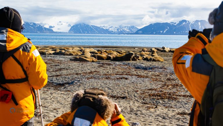 3 Arctic travelers in yellow jackets stand & kneel on sandy beach photographing large group of tan walrus beside calm water.