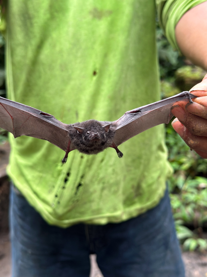 On a shore excursion during a Delfin Amazon river cruise a man in green shirt holds a bat by the wings.