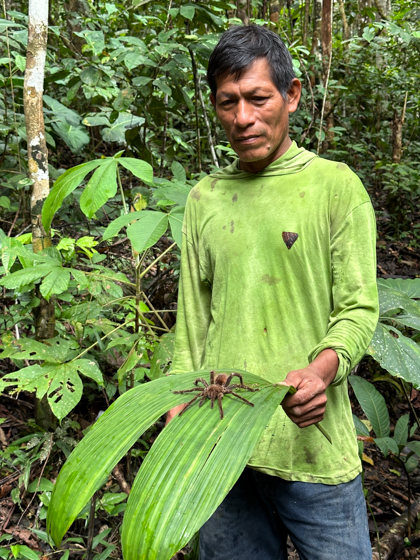 On a shore excursion during a Delfin Amazon river cruise a man in green shirt holds a large jungle leaf with a tarantula  on it.