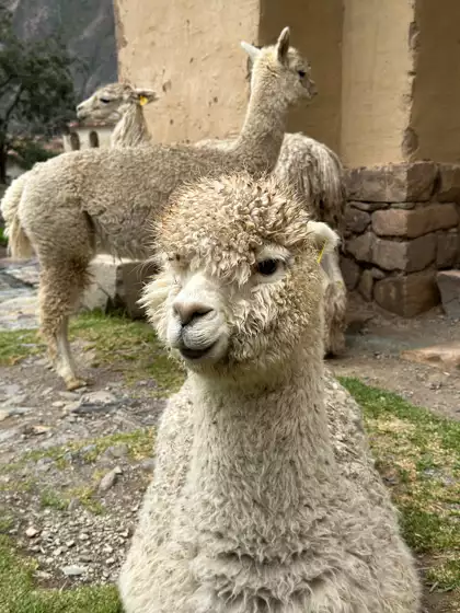 Family of white wooly alpacas sit amongst the ruins of Ollantaytambo is a village in the Sacred Valley of Peru.