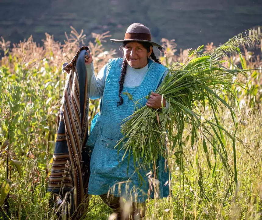 Peruvian woman farmer wearing teal dress and grey wool hat carries corn stocks and walks through corn field at explora lodge