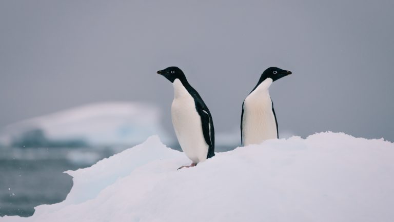 2 adelie penguins with white chests & black backs stand on a white iceberg on a gray day of the Intrepid Best of Antarctica.