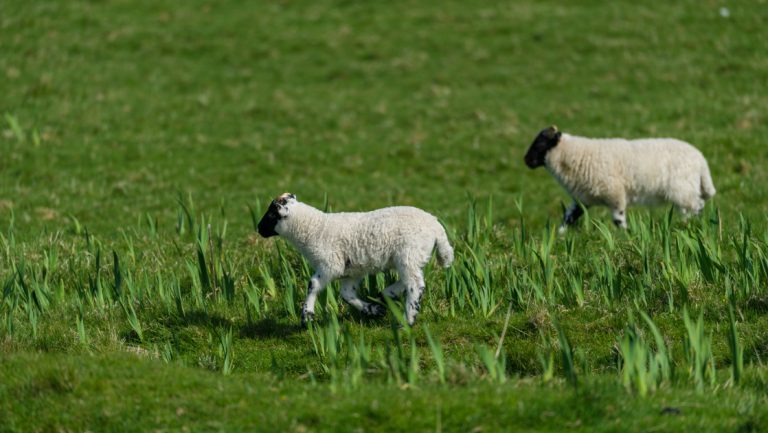 2 baby lambs walk through a grassy field, seen on the Scottish Isles & Norwegian Fjords cruise with Smithsonian Journeys.