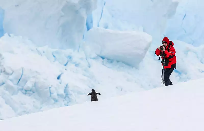 A photographer in a red jacket holding a camera taking a picture of a penguin in front of ice in Antarctica. 