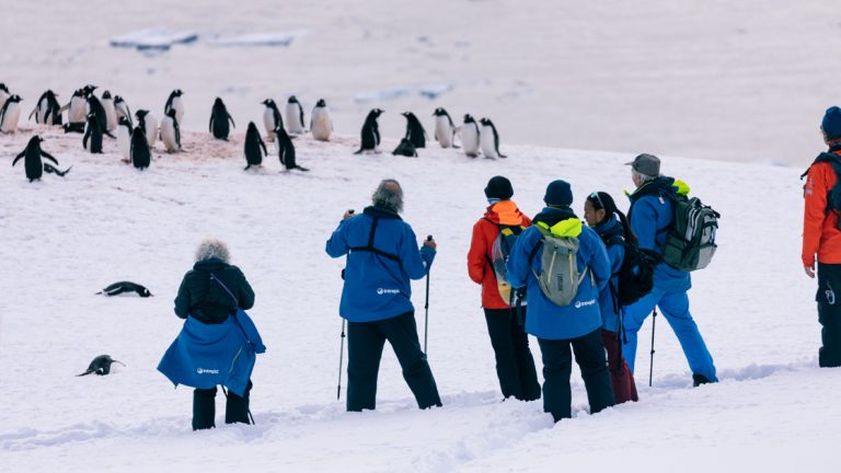 A polar circle cruise group stands on snowy shore watching a group of Gentoo penguins against the Antarctic ocean