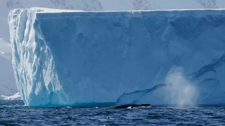 A massive tabular iceberg floats in the Antarctic ocean as the back of a whale breaks the surface and blows air from blow hole