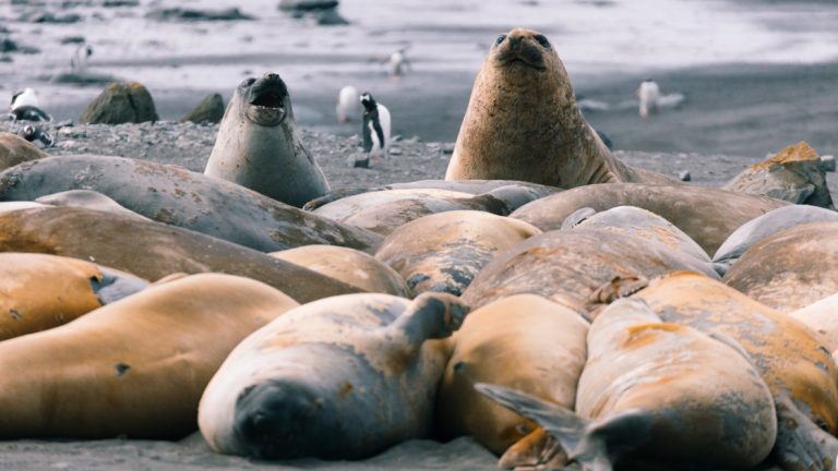 a group of brown and grey elephant seals lay tightly together in a group, two raised their heads looking at camera.