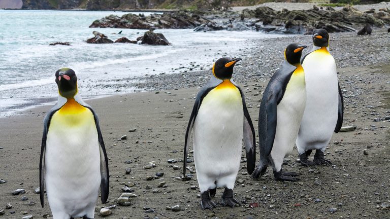 Four king penguins on rocky beach on South Georgia Island. Black head, chin, throat, with vivid orange patches on sides of head
