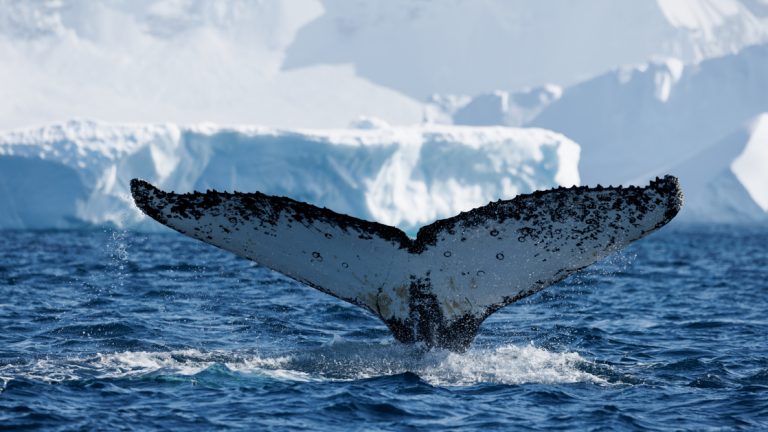 humpback whale tail dark grey and white, dives down into the ocean of Antarctica with massive white icebergs in the distance.