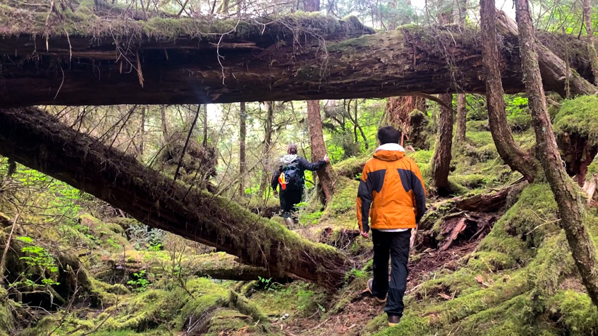 Boy in orange parka hikes underneath a large fallen tree trunk through green mossy forest in Alaska,