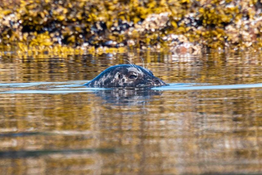 A photo at golden hour a spotted seal swims at the surface of the water during a Safari Endeavour alaska cruise