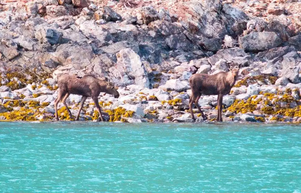 Two brown moose walk the shoreline between rocks and teal water. Seen from an Alaska cruise in in Glacier Bay National Park.