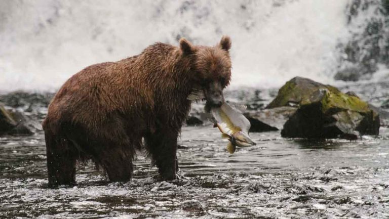 Grizzly bear stands near a waterfall & holds a fish in its mouth, seen on an Aleutian Islands cruise.