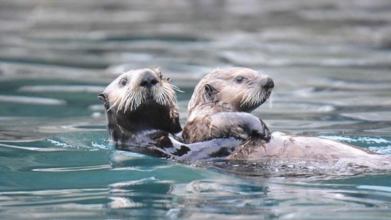 2 sea otters with tan & brown fur swim on their backs in calm teal water during an Aleutian Islands cruise.