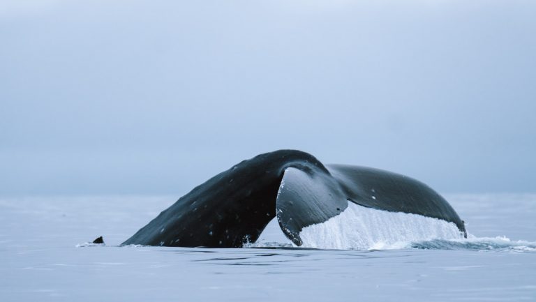Dark whale fluke seen on an Aleutian Islands cruise.