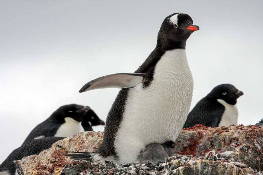A black and white gentoo penguin stretches its wing as it sits on its baby chick with new grey feathers.