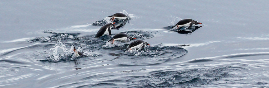 A group of penguins quickly swim through the water, their propulsions look like they are  flying through water. 
