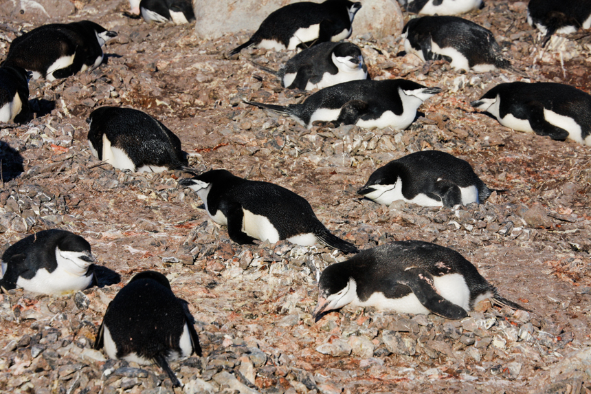 Part of a larger colony, a group of black and white chinstrap penguins lay on their nests amongst rocky land. 