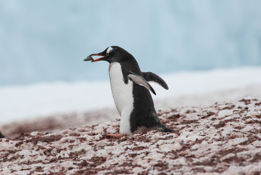 A black and white gentoo penguin with orange feet waddles with a peddle in its orange beak in Antarctica. 