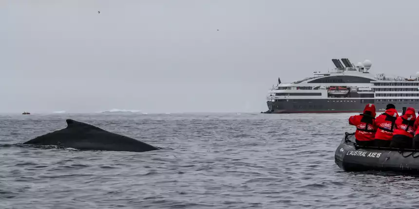  Guests in red parkas ride an inflatable skiff and watch a humpback breach in front of them, a luxury ship floats in the background. 