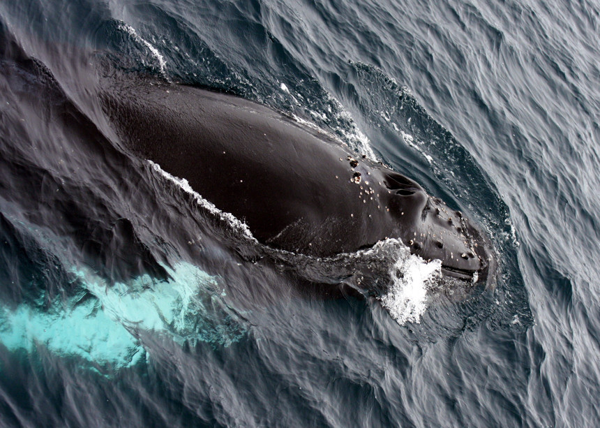 Seen from above, a dark grey back of a humpback whale breaks the ocean surface in February in Antarctica.
