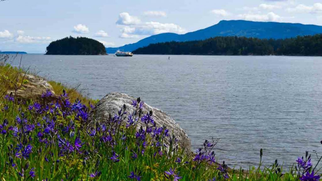 Seaside purple flowers look onto calm water with a small ship, small islands & forested mountains behind under sunny skies.