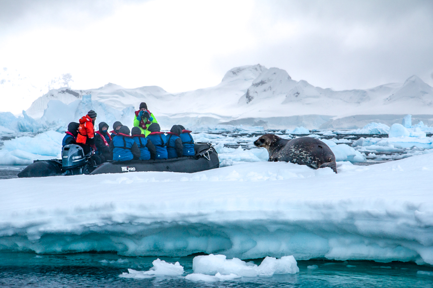 Cruising between icebergs a skiff filled of guests in blue parkas and red life jackets witness a spotted seal resting.