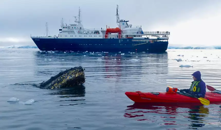 A man in single red kayak watches a whale breach in front of him with a white and blue small expedition ship behind them. 