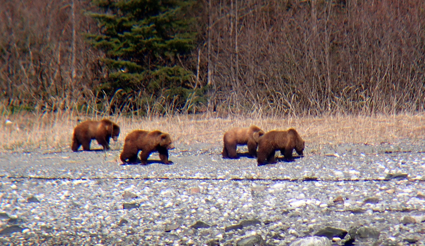 4 fuzzy brown bears walk the rocky shore against the forest. Seen from an Alaska cruise in Glacier Bay National Park.