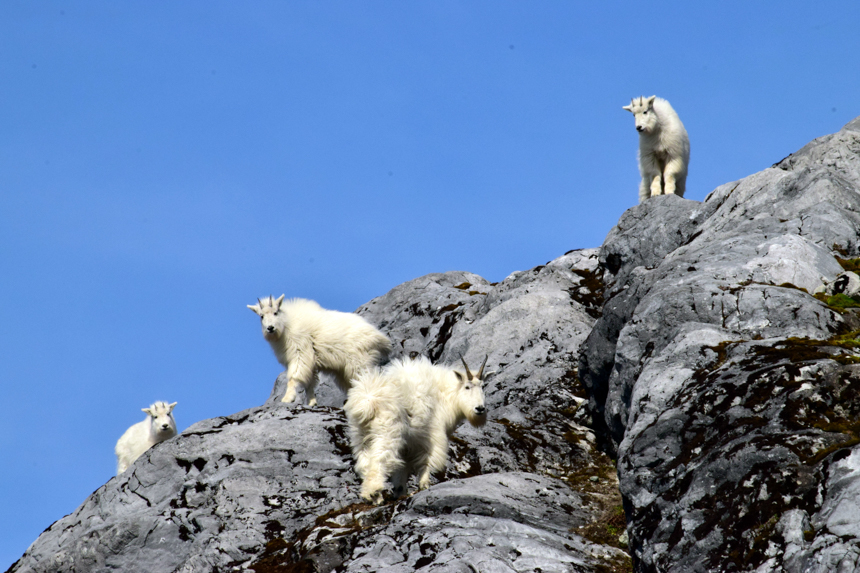 four furry all white Dall's sheep with small horns stand on a rocky hillside against bright blue sky in Glacier Bay Alaska.