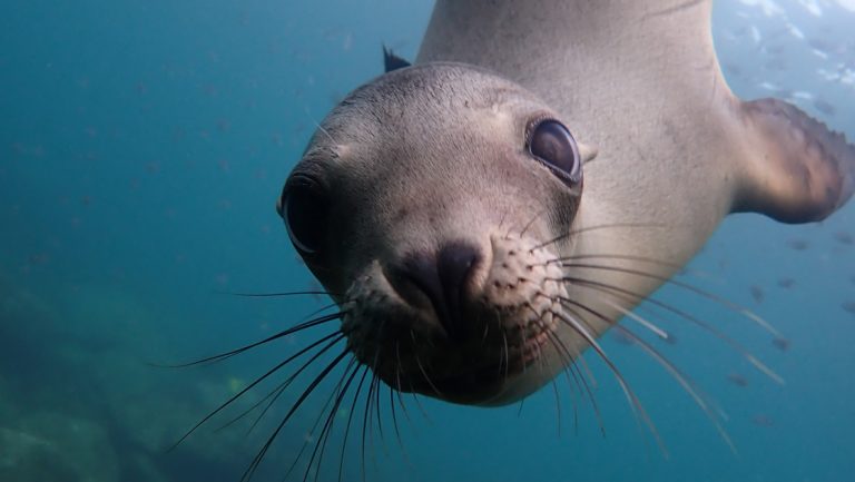 Gray sea lion with long whiskers looks at the camera underwater, seen on Gulf of California cruises by small ship.