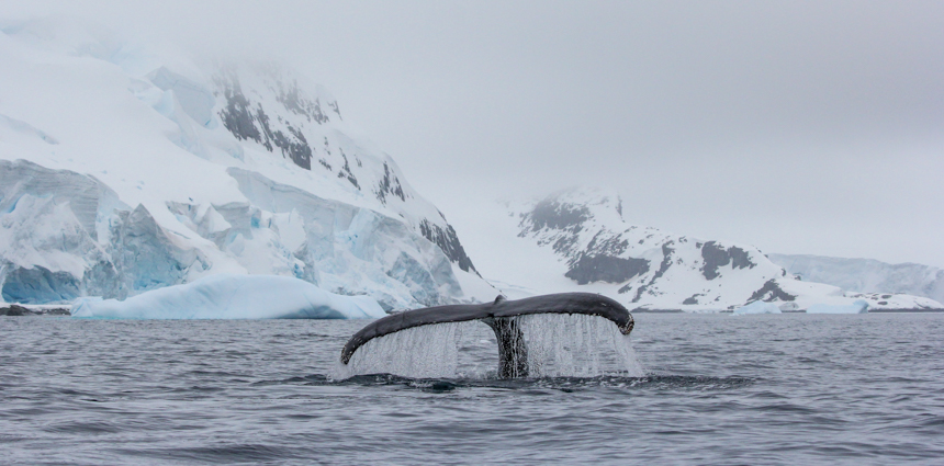 In Antarctica's whale season, a dark grey whale tail breaks surface water with flowing bubbles as it dives down, 