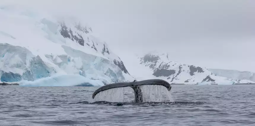 In Antarctica's whale season, a dark grey whale tail breaks surface water with flowing bubbles as it dives down, 