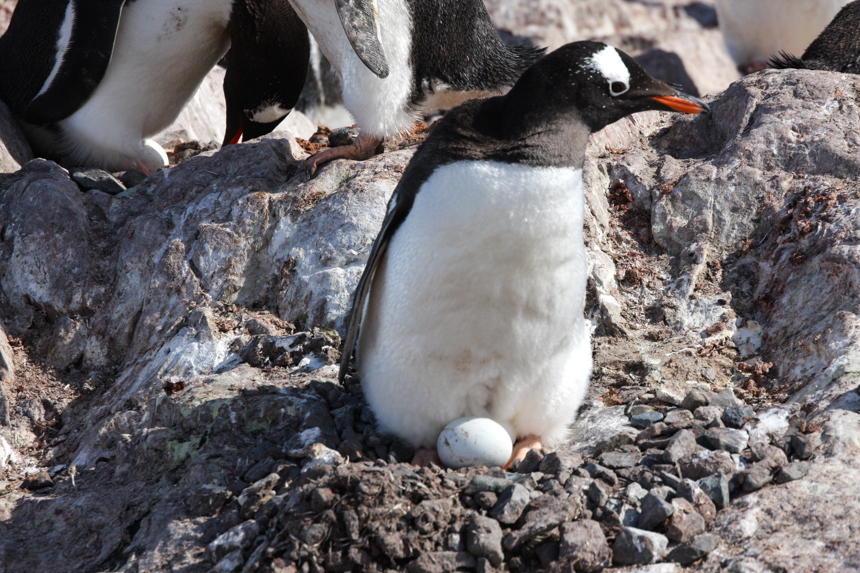 Black back and white chested Gentoo penguin straddles a white egg between its orange feet during December in Antarctica. 