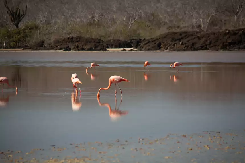 A group of pink flamingoes eat from a dark brown lagoon in the Galapagos as their their image reflects on the water.