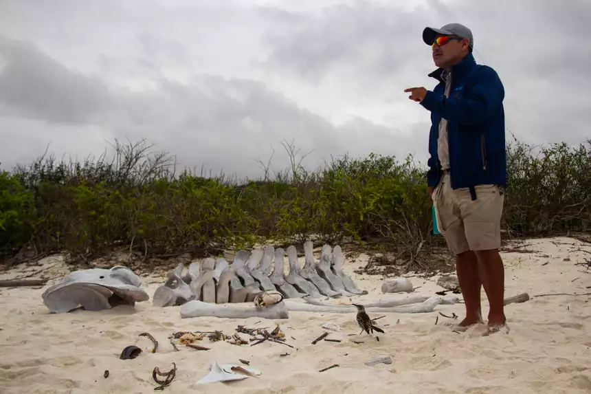 Galapagos naturalist guide stands on beach next to bones from a whale and gives a talk to cruise guests. 