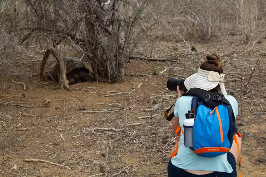 Female travelers kneels down holding long lens camera to take photo of Galapagos giant tortious in front of her. 