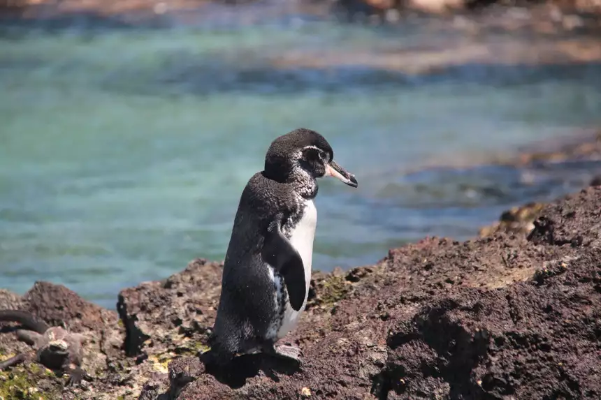 A single black and white Galapagos penguins stands on rocky shoreline against a bright teal ocean. 