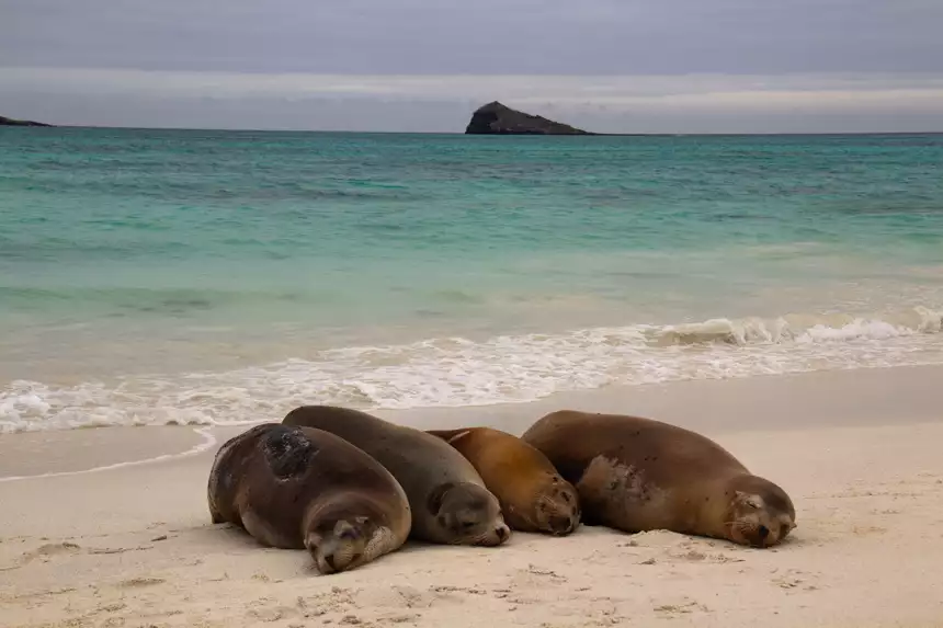 Four Galapagos sea lions lay in a row on the beach against the breaking ocean waves, bright teal sea and island behind them. 