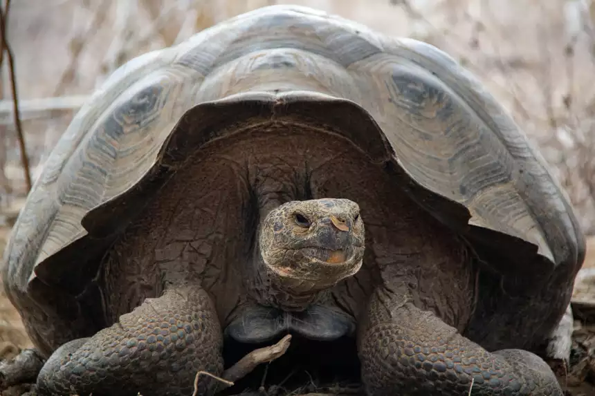 Portrait of Galapagos giant tortious with dome shell, thick scaly skin, small head. 