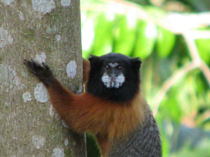 Monkey in tree on Ecuador Amazon Adventure at Napo Wildlife Center.