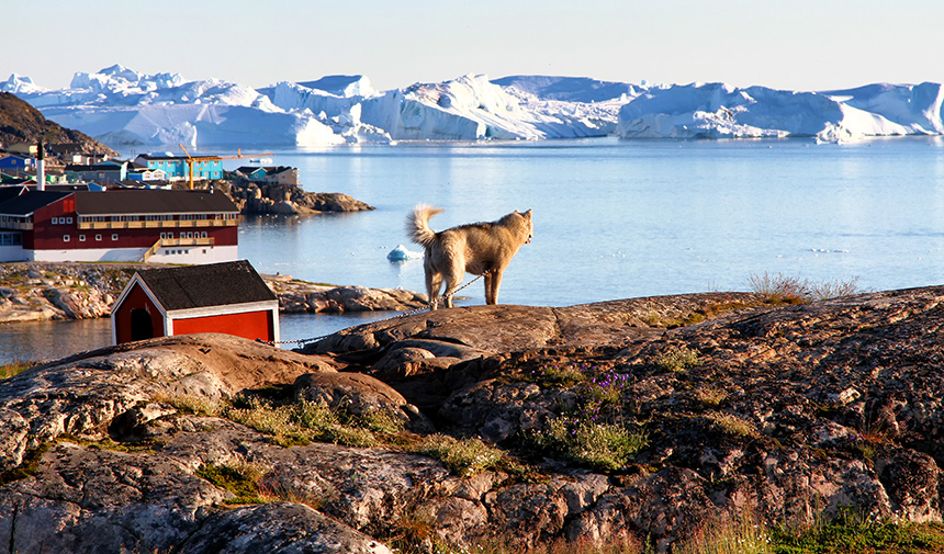 Tan fluffy sled dog stand on top of a rock overlooking the sea, a small town of wooden homes surrounded by snow covered mountain range. 