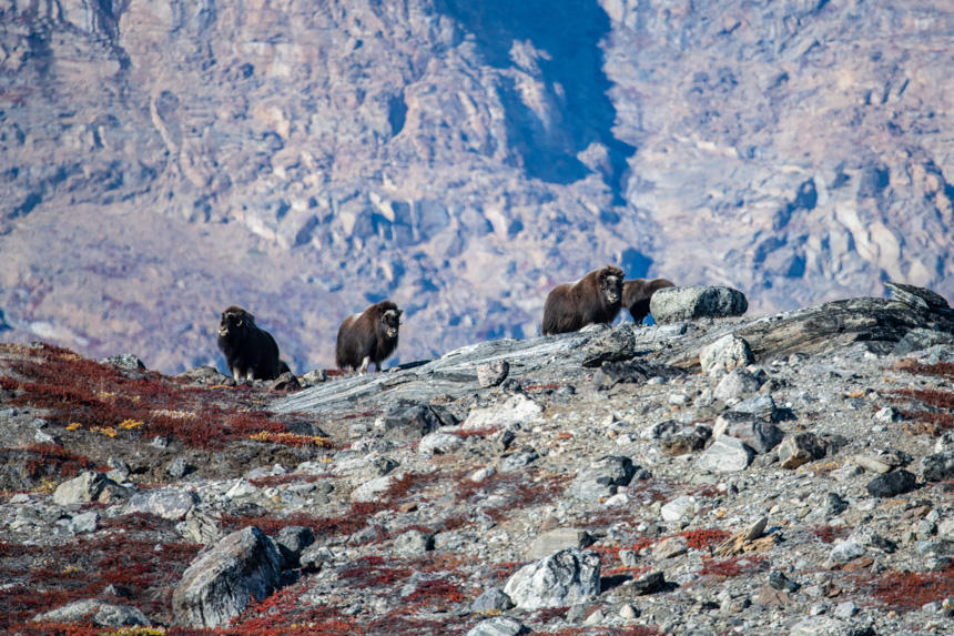 a herd of brown musk oxen stand on top of a grey rocky hillside spotted during East Greenland small ship cruise. 